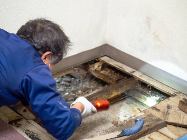 Best Local Mold Removal Service  in Cressona, PA