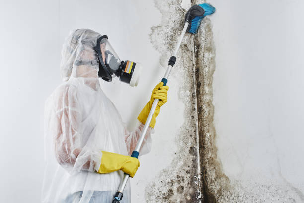 Best Mold Testing  in Cressona, PA