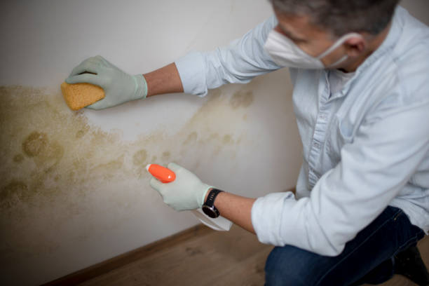 Best Attic Mold Removal  in Cressona, PA
