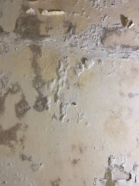 Best Home Mold Removal  in Cressona, PA