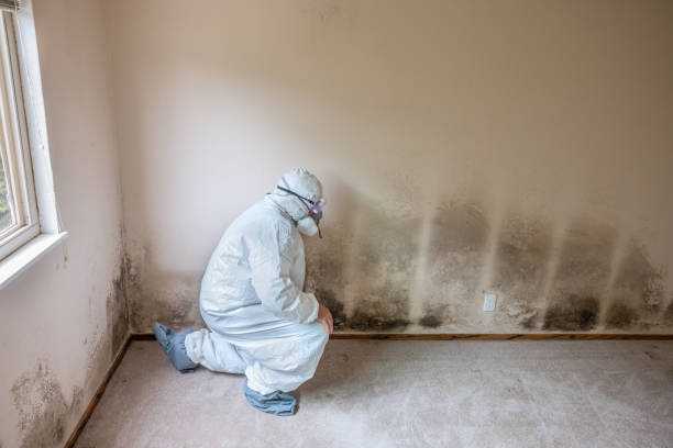 Best Best Mold Removal Companies  in Cressona, PA