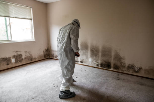 Best Mold Damage Repair  in Cressona, PA