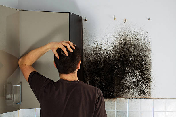 Best Professional Mold Removal  in Cressona, PA