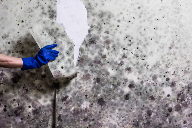 Office Mold Removal Services in Cressona, PA