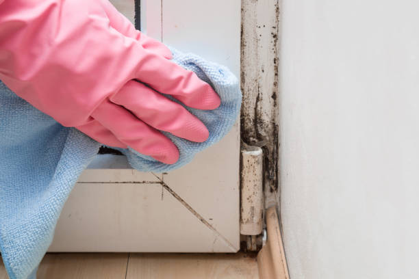 Best Water Damage Restoration  in Cressona, PA
